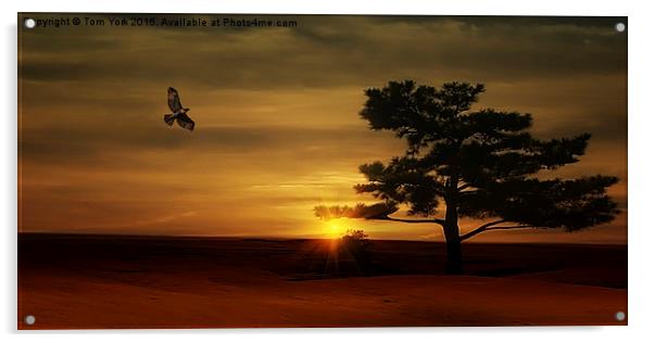 Desert Hawk Acrylic by Tom York