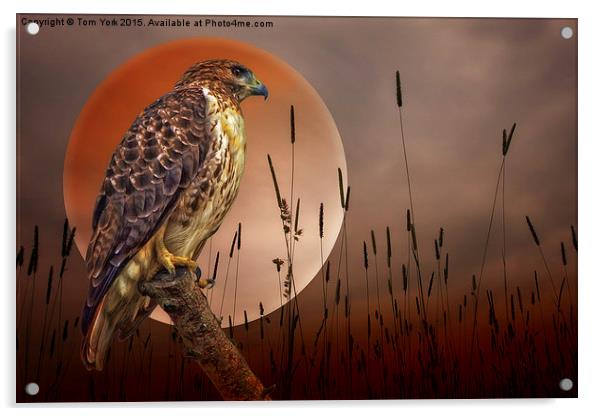 Red Tail Hawk At Rest Acrylic by Tom York
