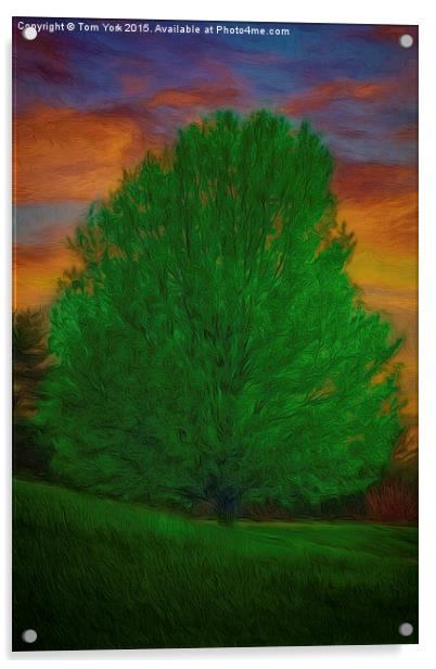 A Tree At Sunset Acrylic by Tom York