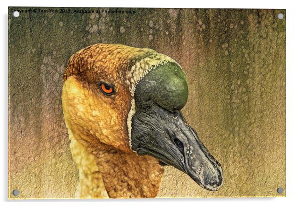Golden Goose Acrylic by Tom York