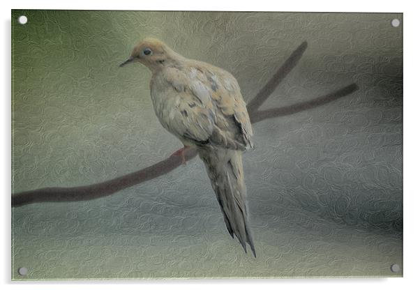 A Mourning Dove Acrylic by Tom York