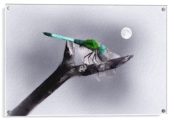 Dragonfly in the Moonlight Acrylic by Tom York