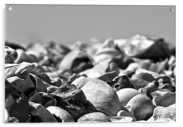 Sea Shells Acrylic by John Basford