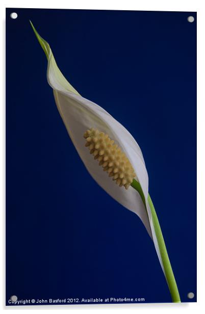 Peace Lily in Bloom Acrylic by John Basford