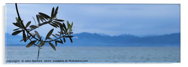 Olive tree on Lake Garda Acrylic by John Basford