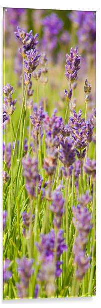 Lavender field Acrylic by John Basford