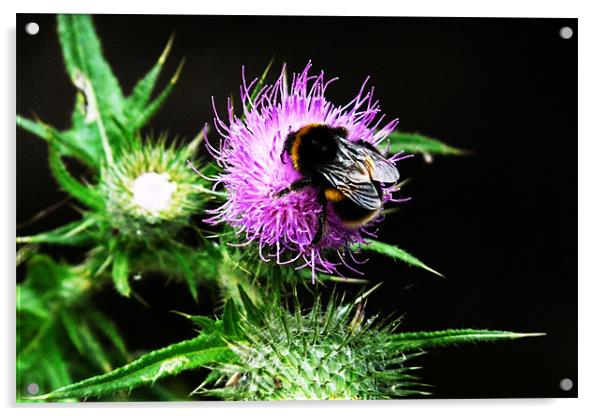 Bee on Thistle Acrylic by John Basford
