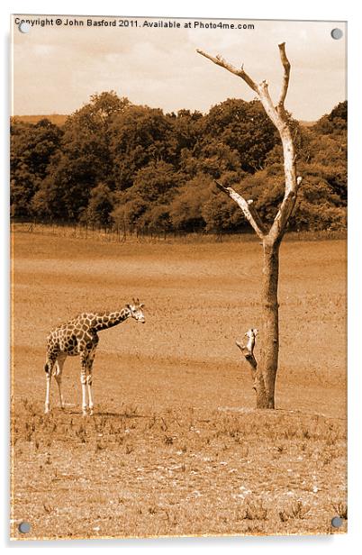 Giraffe Acrylic by John Basford