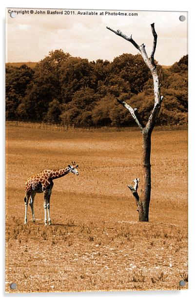 Giraffe 2 Acrylic by John Basford