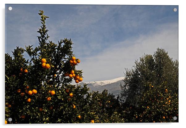 Winter oranges Acrylic by lyn baker