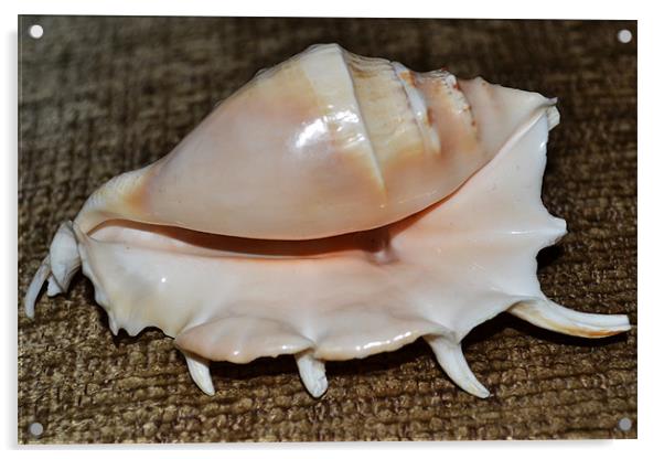 shell Acrylic by Darrin Collett