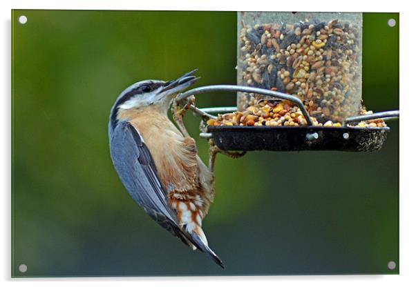 Nuthatch Acrylic by Darrin Collett