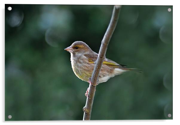 Greenfinch Acrylic by Darrin Collett