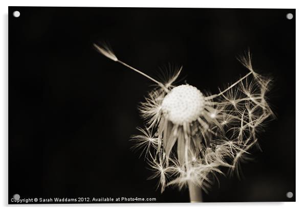 Black and white dandelion Acrylic by Sarah Waddams