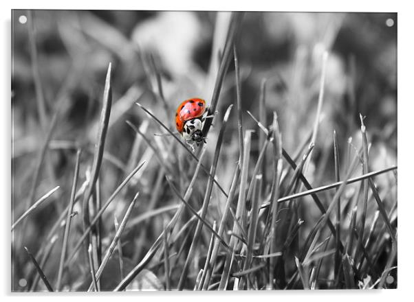 Ladybird coloursplash Acrylic by Sarah Waddams