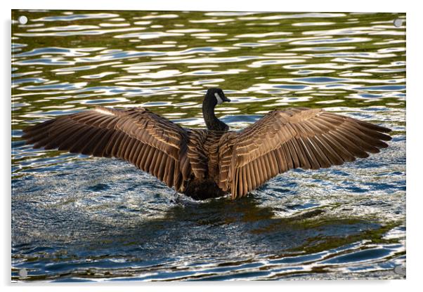Canada Goose spreading its wings Acrylic by Geoff Storey
