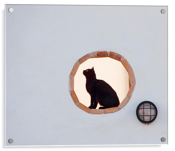 Hunting Cat Acrylic by Geoff Storey