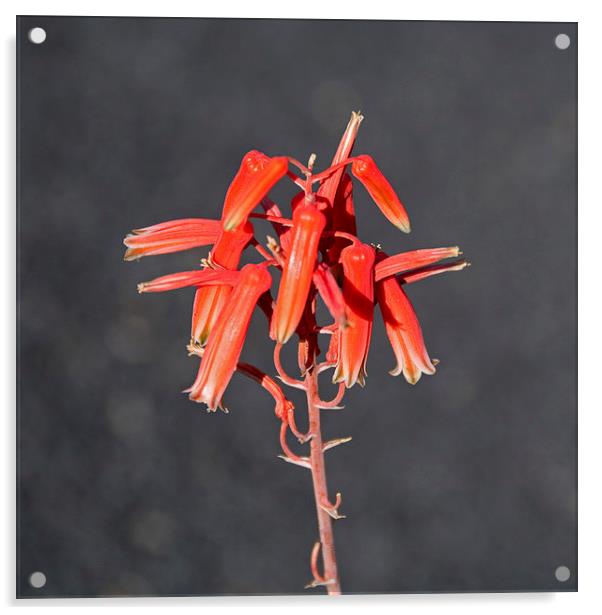 Aloe rauhii Acrylic by Geoff Storey