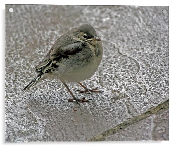  Pied Wagtail Chick Acrylic by Geoff Storey