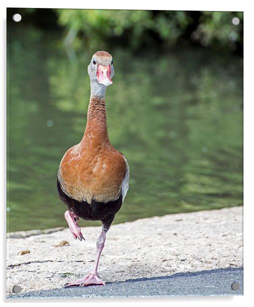  Black-bellied Whistling Duck Acrylic by Geoff Storey