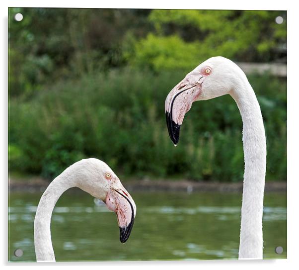  Greater Flamingoes Acrylic by Geoff Storey