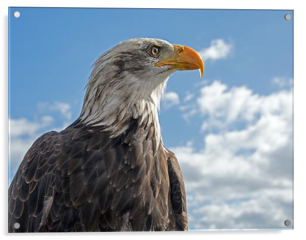 Bald Eagle (3) Acrylic by Geoff Storey