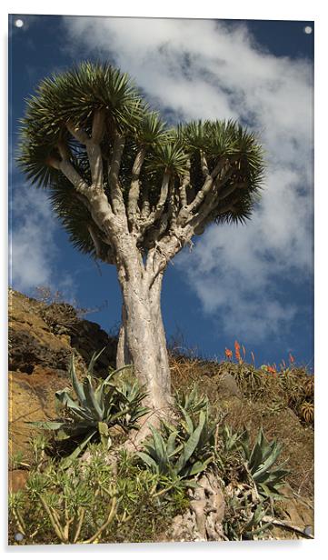 Dragon Tree, Tenerife Acrylic by Geoff Storey