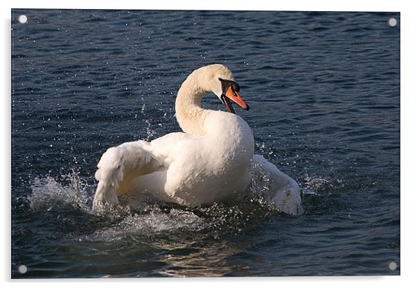 Mute Swan Acrylic by Geoff Storey