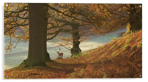Autumn at knole Acrylic by Dawn Cox
