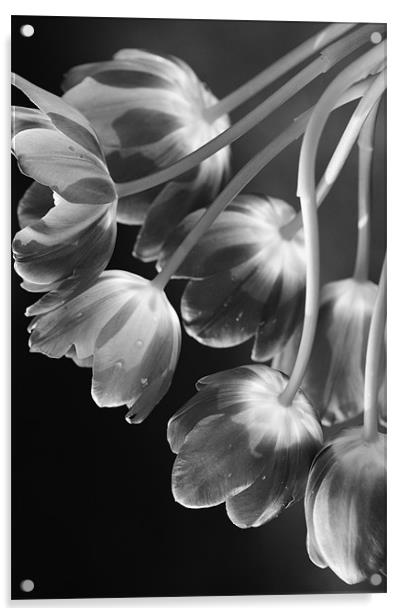 Tulips Acrylic by Dawn Cox