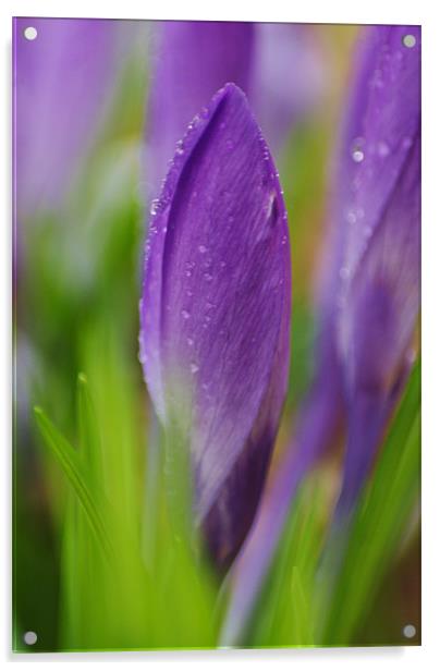 purple crocus Acrylic by Dawn Cox
