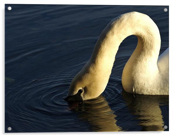 swan Acrylic by Dawn Cox