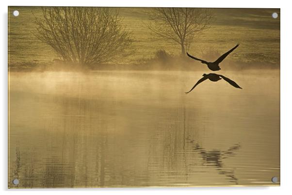 Geese at Dawn  Acrylic by Joyce Storey