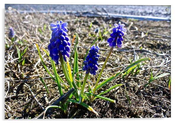  Blue Hyacinth Acrylic by Irina Walker