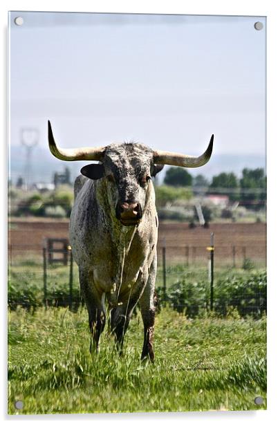  Longhorn Bull Acrylic by Irina Walker