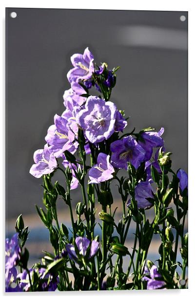  Campanula Flowers Acrylic by Irina Walker