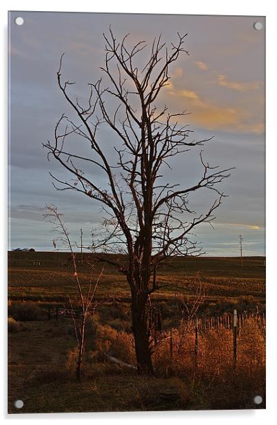 The Lone Tree Acrylic by Irina Walker