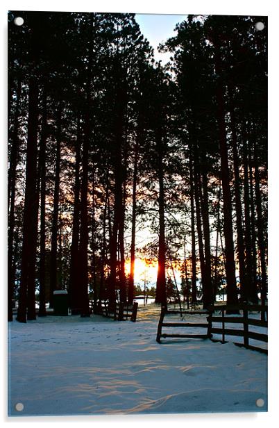 Sunrise Through The Pondarosa Pines Acrylic by Irina Walker