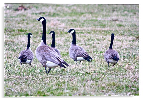 Canada Geese Acrylic by Irina Walker