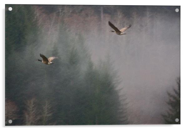Flight Of The Geese Acrylic by Irina Walker