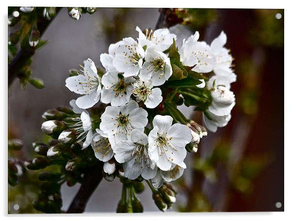 Cherry Blossoms Acrylic by Irina Walker