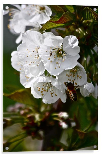 Cherry Blossoms with Honey Bee Acrylic by Irina Walker