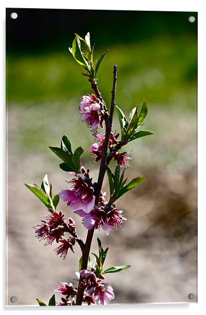 Peach blossoms Acrylic by Irina Walker