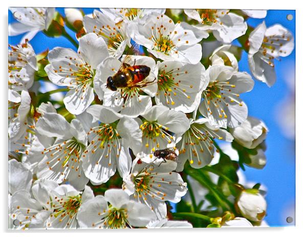 Cherry Blooms with Honey Bee Acrylic by Irina Walker
