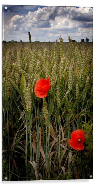 Two Poppies Acrylic by Steven Shea