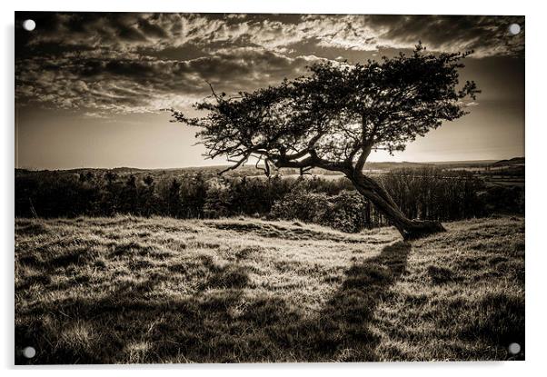  One Tree Hill Acrylic by Steven Shea