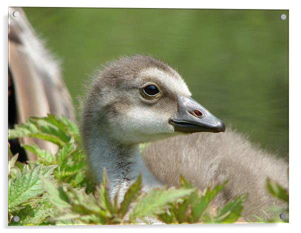 Nene Chick Acrylic by Pam Martin