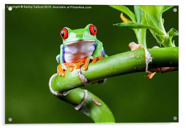Red Eyed Tree Frog Acrylic by Danny Callcut