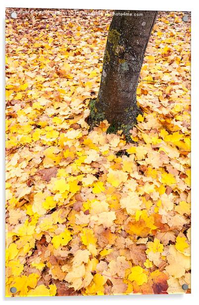 Autumn Leaves Acrylic by Danny Callcut