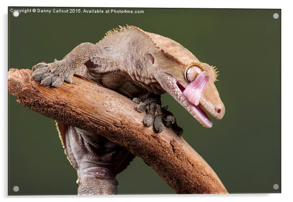  New Caledonian Crested Gecko Acrylic by Danny Callcut
